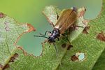 rhagonycha-nigripes-foto-koehler