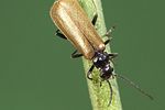 rhagonycha-nigripes-foto-weidlich