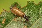 rhagonycha-nigripes2-foto-koehler