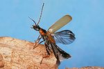 rhagonycha-nigriventris-foto-altmann