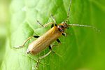 rhagonycha-nigriventris-foto-weisenboehler