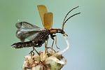 rhagonycha-nigriventris-start-foto-koehler