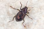 riolus-cupreus-foto-koehler