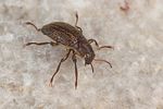 riolus-cupreus2-foto-koehler