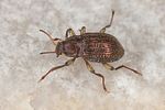 riolus-cupreus3-foto-koehler