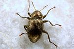 riolus-cupreus4-foto-koehler