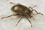 riolus-cupreus5-foto-koehler