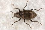 riolus-subviolaceus-foto-koehler