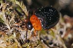 sacodes-flavicollis-foto-pisec