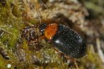 sacodes-flavicollis2-foto-pisec