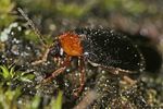 sacodes-flavicollis3-foto-pisec