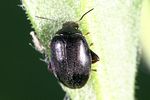 scirtes-haemisphaericus-foto-weidlich