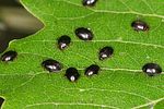 scirtes-hemisphaericus-foto-altmann