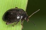 scirtes-hemisphaericus-foto-jas