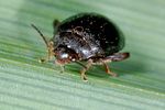 scirtes-hemisphaericus-foto-keresztes
