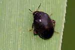 scirtes-hemisphaericus-foto-trilar