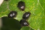 scirtes-hemisphaericus2-foto-altmann