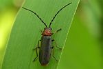 silis-ruficollis-foto-vandam