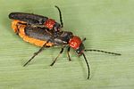 silis-ruficollis-paar-foto-koehler