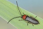 silis-ruficollis2-foto-koehler