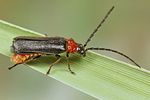 silis-ruficollis3-foto-koehler