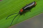 silis-ruficollis4-foto-koehler