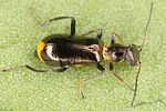 sphinginus-lobatus-foto-benisch