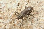 stenelmis-canaliculata-foto-koehler
