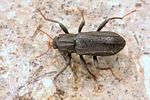 stenelmis-canaliculata2-foto-koehler