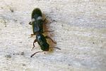 tarsostenus-univittatus-foto-krumm