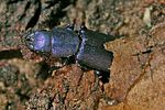 temnoscheila-caerulea-foto-keresztes