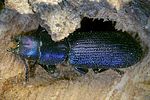 temnoscheila-caerulea2-foto-rose