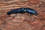 temnoscheila-caerulea3-foto-keresztes