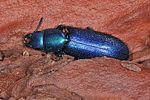 temnoscheila-caerulea4-foto-keresztes