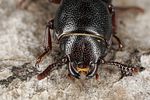 tenebroides-fuscus-detail-foto-benisch