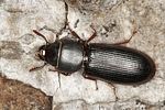tenebroides-fuscus-foto-benisch