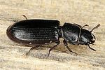 tenebroides-fuscus-foto-dvorak