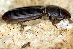 tenebroides-fuscus-foto-gielen
