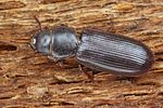 tenebroides-fuscus-foto-koehler