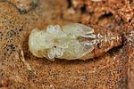 tenebroides-fuscus-puppe-foto-koehler