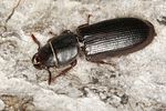 tenebroides-fuscus2-foto-benisch