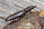 tenebroides-fuscus2-foto-koehler