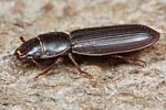 tenebroides-fuscus3-foto-koehler