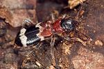 thanasimus-femoralis-foto-polacek