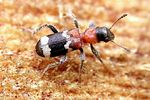 thanasimus-femoralis-foto-weissheimer
