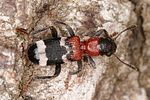 thanasimus-formicarius-foto-altmann