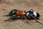 thanasimus-formicarius-foto-faasen