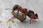 thanasimus-formicarius-foto-hamers