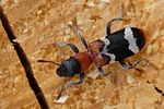thanasimus-formicarius-foto-methfessel