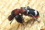 thanasimus-formicarius-meal-foto-wmueller